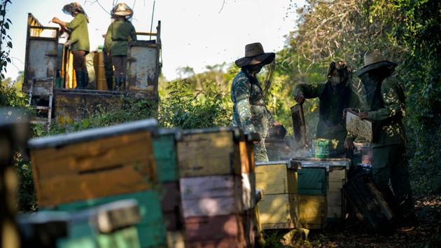 Beekeepers work at an apiary. Average production is 51 kilograms of honey per hive, a level considered high. However, the Fundora brothers, considered the nation’s beekeeper kings, show yields of up to 160 kilograms of honey per hive -- triple the national average. (Yamil Lage / AFP)