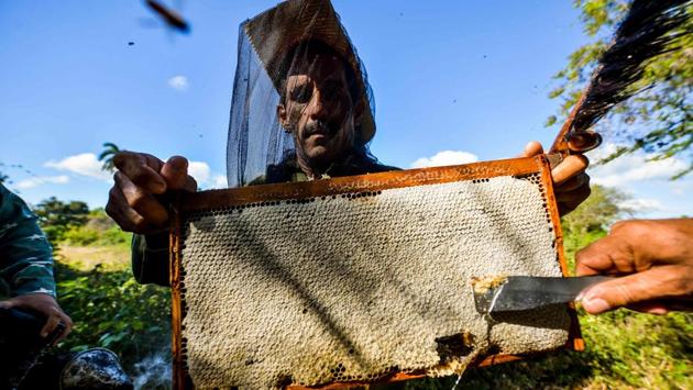 “There’s no miracle, just a lot of work,” said Santiago. “It’s endless work to change out the queen, select the bees,” he said, his face tanned by hours under the sun. From their 21 apiaries on the flank of a hill near the village of Navajas, the two brothers extract a honey they say is absolutely “clean” -- meaning chemical free. (Yamil Lage / AFP)