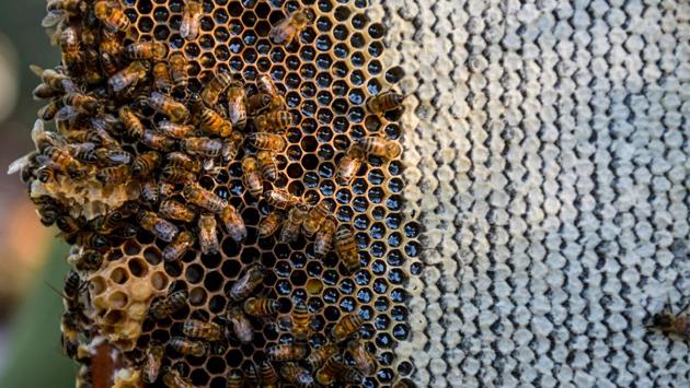 The beekeepers’ success means organic honey has joined rum and cigars as one of Cuba’s quality exports. The island produced 8,834 tonnes of honey in 2018, 1,500 tonnes more than the target set by Apicuba, the Cuban Beekeeping Company. There’s still some way to go to catch Argentina, however. Latin America’s leading producer brought 76,000 tonnes to the market in 2017. (Yamil Lage / AFP)