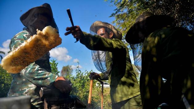 “We don’t use any chemicals when fumigating apiaries or weeding,” and “no antibiotics” -- products that are anyhow hard to come by because of the US trade embargo in place since 1962. That’s not to say they don’t have to use a certain ingenuity to keep pests at bay, particularly the potentially devastating Varroa mite -- a tiny red parasite that sucks the blood from the bees. (Yamil Lage / AFP)