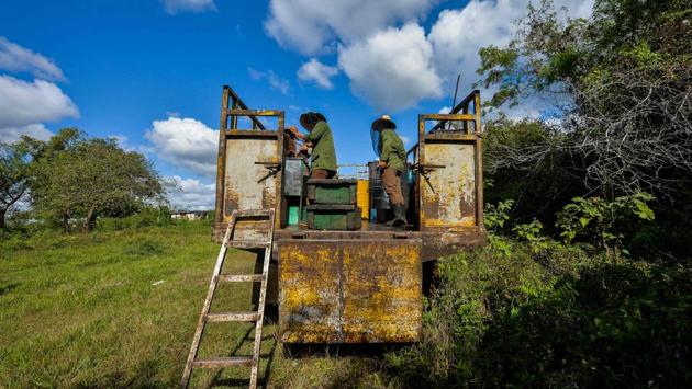On harvest day, the two brothers headed up the hill in an old truck they call Frankenstein, accompanied by eight young workers. They pay them 80 dollars a month, 50 dollars above the national average. Nearly all of them are in military uniform, because the material is resistant and the camouflage pattern doesn’t excite the bees. (Yamil Lage / AFP)