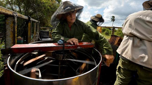 Cuban beekeepers use a honey extractor. Here, the downside of Cuba’s years of isolation is apparent. Rogelio complains about the equipment, which he says is “a little archaic.” “We need an efficient centrifuge to extract the honey, and the truck is very old.” (Yamil Lage / AFP)
