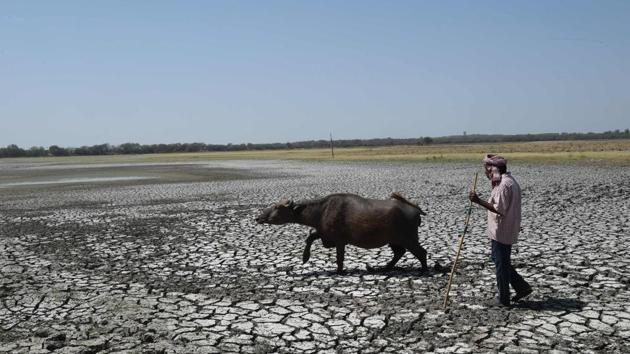 An Indian shepherd and his buffalo walk on the dry bed of Thol Bird Sanctuary, a shallow water reservoir, in Thol village, some 25 km from Ahmedabad, Gujarat. Many regions of Gujarat state, which received less monsoon rain than normal last year, are experiencing water scarcity, local reports said. (Sam Panthaky / AFP) An Indian shepherd and his buffalo walk on the dry bed of Thol Bird Sanctuary, a shallow water reservoir, in Thol village, some 25 km from Ahmedabad, Gujarat. Many regions of Gujarat state, which received less monsoon rain than normal last year, are experiencing water scarcity, local reports said. (Sam Panthaky / AFP)