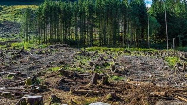 The state government also has the right to impose cess or taxes on the forest land used for such production.(Getty Images/iStockphoto)