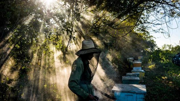 A beekeepers at work. In the Cuban countryside, bees are exposed to no great natural risk or human threat and enjoy year-long summer temperatures with enough humidity to ensure a permanent supply of flowers. “The bees are in very good health,” said Santiago. (Yamil Lage / AFP)