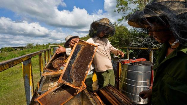 Beekeepers process honeycombs. Under a crushing sun, they spend the day collecting honeycombs and put them in a mechanical centrifuge that separates the wax from the honey. (Yamil Lage / AFP)