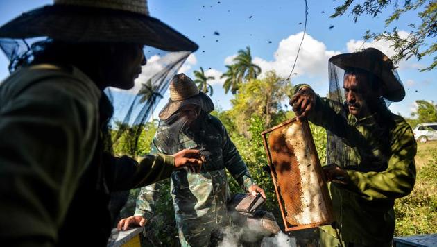 Beekeepers collect honeycombs at an apiary. In the floral valleys of Matanzas, old fashioned farming means bees can swarm without the threat of pesticides that have decimated populations across the world. “The bee is made neither for urban areas nor rural areas. It is made for the mountains,” said Rogelio Marcelo Fundora, surveying a lush mountain valley east of Havana where his bees thrive. (Yamil Lage / AFP)
