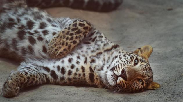 A leopard lounges on a hot afternoon, at Delhi Zoo, in New Delhi. The National Zoological Park has made special arrangements to help its animal residents stay cool this summer. (Sanchit Khanna / HT Photo) A leopard lounges on a hot afternoon, at Delhi Zoo, in New Delhi. The National Zoological Park has made special arrangements to help its animal residents stay cool this summer. (Sanchit Khanna / HT Photo)