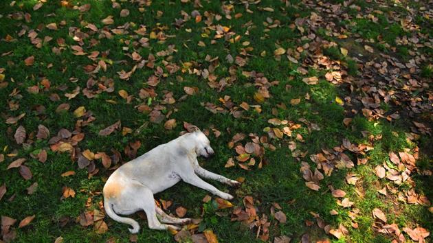 A dog catches up on an afternoon nap during hot weather at India Gate in New Delhi. (Sanchit Khanna / HT Photo) A dog catches up on an afternoon nap during hot weather at India Gate in New Delhi. (Sanchit Khanna / HT Photo)