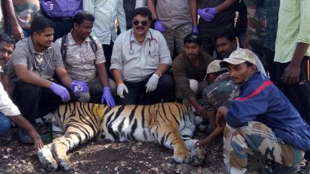 Forest officials attach radio collar to a tiger in Vidarbha. (HT Photo) Forest officials attach radio collar to a tiger in Vidarbha. (HT Photo)