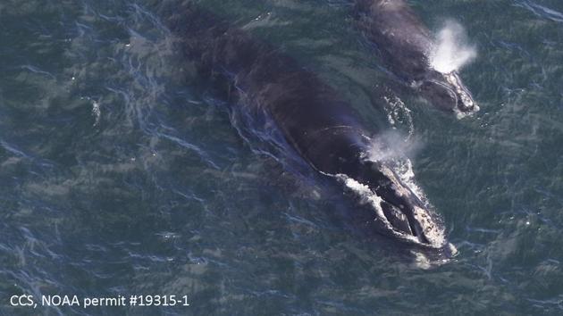 In this photo provided by the Center for Coastal Studies, a baby right whale swims with its mother in Cape Cod Bay off Massachusetts. (AP) In this photo provided by the Center for Coastal Studies, a baby right whale swims with its mother in Cape Cod Bay off Massachusetts. (AP)