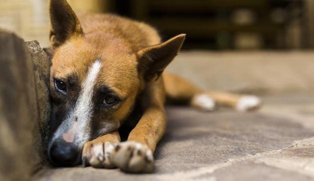 A woman has been fined Rs 3.60 lakh for feeding the stray dogs.(Getty Images/iStockphoto)