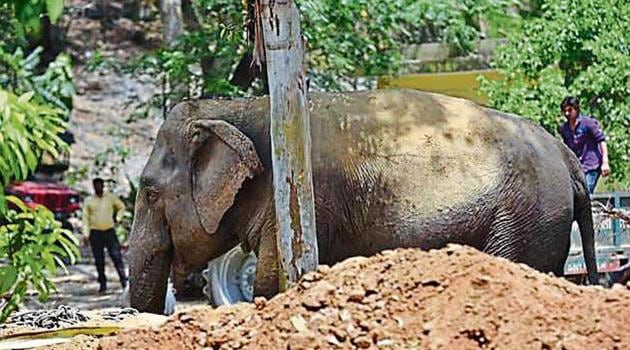 The elephant, seized from its owner in Wazirabad, refused to board a truck for nearly 24 hours. (HT Photo) The elephant, seized from its owner in Wazirabad, refused to board a truck for nearly 24 hours. (HT Photo)