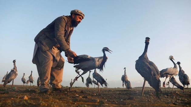 Jan Agha inspects a crane. For Jan Agha, hunting is a relief, taking him out of the daily round and into the harshly beautiful countryside, where groups of hunters set out in the night, picnicking at night in the desert before testing their skills at dawn. (Mohammad Ismail / REUTERS) Jan Agha inspects a crane. For Jan Agha, hunting is a relief, taking him out of the daily round and into the harshly beautiful countryside, where groups of hunters set out in the night, picnicking at night in the desert before testing their skills at dawn. (Mohammad Ismail / REUTERS)