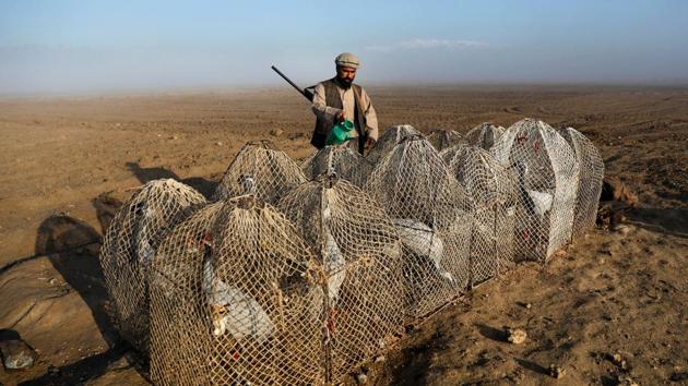 Jan Agha, 49, gives water to his cranes in Bagram, Afghanistan. As the early morning light breaks over the plain north of Kabul, bird hunter Jan Agha checks his snares as he has done for the past 30 years, hoping to catch a crane, using a tethered bird to lure others down to the nets. (Mohammad Ismail / REUTERS) Jan Agha, 49, gives water to his cranes in Bagram, Afghanistan. As the early morning light breaks over the plain north of Kabul, bird hunter Jan Agha checks his snares as he has done for the past 30 years, hoping to catch a crane, using a tethered bird to lure others down to the nets. (Mohammad Ismail / REUTERS)