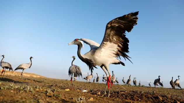 “I like this crane because it won’t be silent when the other big groups of cranes come, and it always forces them to come down. I like it because he is really a hunter bird.” (Mohammad Ismail / REUTERS) “I like this crane because it won’t be silent when the other big groups of cranes come, and it always forces them to come down. I like it because he is really a hunter bird.” (Mohammad Ismail / REUTERS)