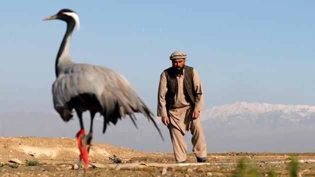 Bird hunting is an ancient sport in Afghanistan, where local and migrating species have flocked for thousands of years and where even amid the chaos of the past 40 years of conflict, the tradition persists. (Mohammad Ismail / REUTERS) Bird hunting is an ancient sport in Afghanistan, where local and migrating species have flocked for thousands of years and where even amid the chaos of the past 40 years of conflict, the tradition persists. (Mohammad Ismail / REUTERS)