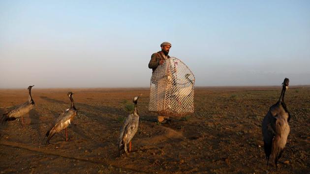 With environmental controls virtually non-existent, there is little check on how many birds are caught or shot and Jan Agha, who started hunting when he was around 12 or 13, reckons he has taken more than 1,000 cranes and an uncountable number of quails, ducks hawks and sparrows. (Mohammad Ismail / REUTERS) With environmental controls virtually non-existent, there is little check on how many birds are caught or shot and Jan Agha, who started hunting when he was around 12 or 13, reckons he has taken more than 1,000 cranes and an uncountable number of quails, ducks hawks and sparrows. (Mohammad Ismail / REUTERS)