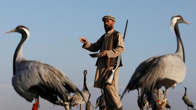 Spring is the season of cranes, which the hunters try to catch alive in snares, using a specially trained tethered bird whose cries attract passing flocks. (Mohammad Ismail / REUTERS) Spring is the season of cranes, which the hunters try to catch alive in snares, using a specially trained tethered bird whose cries attract passing flocks. (Mohammad Ismail / REUTERS)