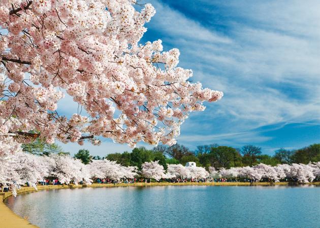 Washington is also a centre of Sakura, and the US declares National Cherry Blossom Festival around the same time as Japan (Shutterstock) Washington is also a centre of Sakura, and the US declares National Cherry Blossom Festival around the same time as Japan (Shutterstock)