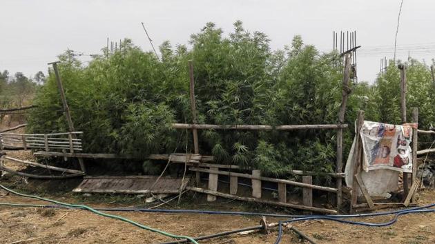 The self-styled sadhu grew the cannabis plants on a tract of land that was donated to him to set up an ashram at Nevale village in Boisar .(HT Photo) The self-styled sadhu grew the cannabis plants on a tract of land that was donated to him to set up an ashram at Nevale village in Boisar .(HT Photo)