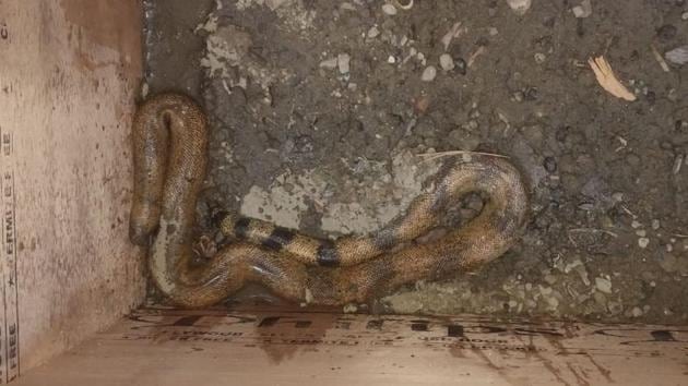 Forest department officers said as of now, the snake has been kept in a box filled with sand to mimic its natural habitat. (HT Photo) Forest department officers said as of now, the snake has been kept in a box filled with sand to mimic its natural habitat. (HT Photo)