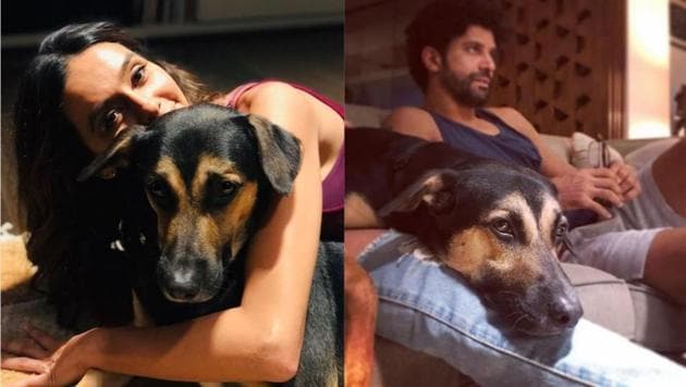 Shibani Dandekar with Farhan Akhtar’s dog Jimbo.(Instagram) Shibani Dandekar with Farhan Akhtar’s dog Jimbo.(Instagram)