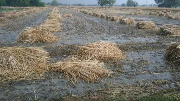 The rainfall occurred at a time when the crop in the majority of areas is in harvesting stage.(HT Photo)