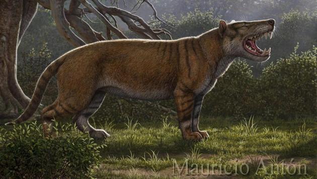 An artist’s impression of the creature shows a giant big-cat-like hunter with stripey fur and enormous fangs.(Twitter/Mauricio Anton)