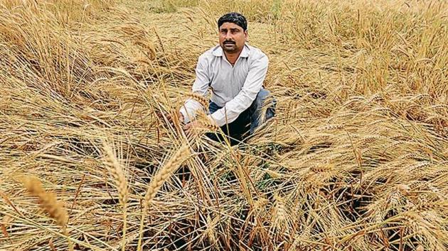 The agriculture department had earlier predicted a bumper crop of wheat this year with increase in per acre yield. (HT) The agriculture department had earlier predicted a bumper crop of wheat this year with increase in per acre yield. (HT)
