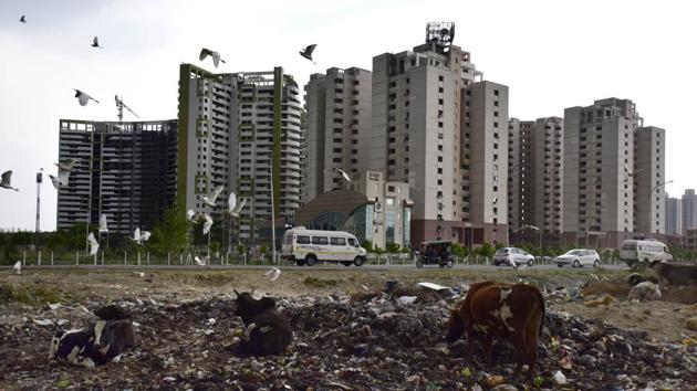 Cattle seen at the site of a garbage dump, at sector 100, in Noida (Virendra Singh Gosain/HT PHOTO) Cattle seen at the site of a garbage dump, at sector 100, in Noida (Virendra Singh Gosain/HT PHOTO)