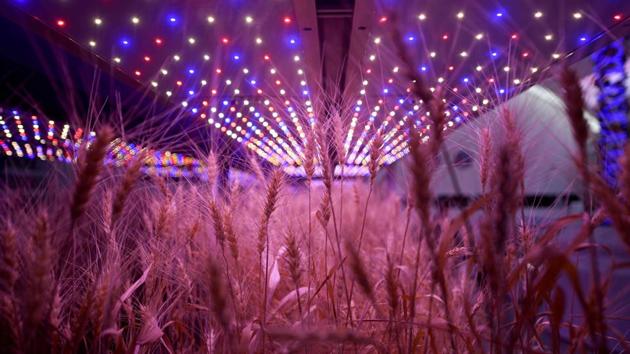 A view of crops at the base. “We are trying to come up with solutions ... the base is still on earth, it’s not on Mars, but we have chosen a landform that matches closest to Mars,” C-Space founder Bai Fan told AFP. (Wang Zhao / AFP)