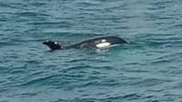 One of the four killer whales or Orca, that was spotted off the Ratnagiri-Sindhudurg coastline.(Photo Credit: Fisherman Akshay Haram)