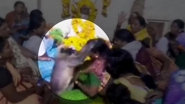 According to locals, this isn’t the first time something like this has happened and the langur has been attending people’s funerals for about a year.(Screengrab)