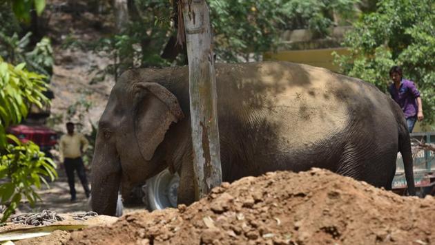 In Sandha village of Angul district, a tusker killed three members of the same family while they were sleeping. Forty-year-old Kalia Saar and his two-year-old and 12-year-old daughters were killed by the tusker in the verandah of their house in Sandha village. Kalia worked in a brick kiln in the locality. (Sanchit Khanna/HT FILE PHOTO) In Sandha village of Angul district, a tusker killed three members of the same family while they were sleeping. Forty-year-old Kalia Saar and his two-year-old and 12-year-old daughters were killed by the tusker in the verandah of their house in Sandha village. Kalia worked in a brick kiln in the locality. (Sanchit Khanna/HT FILE PHOTO)
