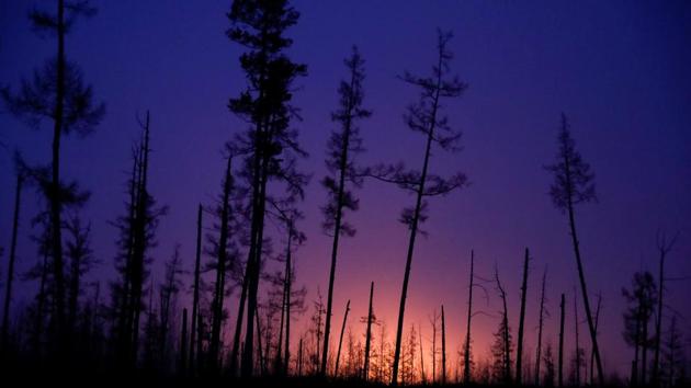 Trees are lit by a flame in the Yarakta Oil Field, owned by Irkutsk Oil Company (INK), in Irkutsk Region, Russia. (Vasily Fedosenko / REUTERS) 
