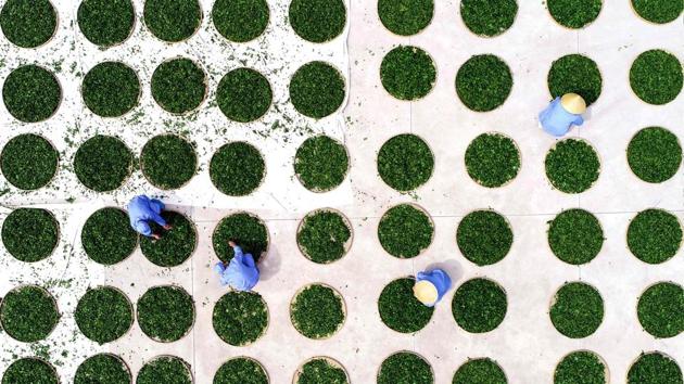 Farmers dry ginkgo leaves used to make ginkgo biloba tea at a tea field in Linyi in China’s eastern Shandong province. (AFP) 