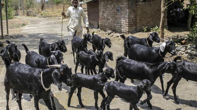 A goat herder walks livestock through the village of Sawantwadi in Beed district. While Modi appears set to win another five-year term with a reduced majority when votes are counted on May 23, farmers remain a wild card. Maharashtra, along with neighbouring Telangana and Karnataka, accounted for half of the deaths among India’s 29 states in 2015. (Dhiraj Singh / Bloomberg) A goat herder walks livestock through the village of Sawantwadi in Beed district. While Modi appears set to win another five-year term with a reduced majority when votes are counted on May 23, farmers remain a wild card. Maharashtra, along with neighbouring Telangana and Karnataka, accounted for half of the deaths among India’s 29 states in 2015. (Dhiraj Singh / Bloomberg)