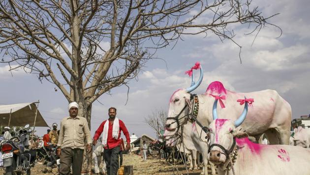 Cows are displayed at a cattle market in Beed. In Beed, which may have been derived from the Persian word “Bhir” meaning water, the BJP may be facing a close fight. Moreshwarnath Sagale voted for BJP in 2014, but planned to vote for a local ally of the Congress when the district voted on Thursday. He blamed Modi for rising joblessness and the plight of farmers. (Dhiraj Singh / Bloomberg) Cows are displayed at a cattle market in Beed. In Beed, which may have been derived from the Persian word “Bhir” meaning water, the BJP may be facing a close fight. Moreshwarnath Sagale voted for BJP in 2014, but planned to vote for a local ally of the Congress when the district voted on Thursday. He blamed Modi for rising joblessness and the plight of farmers. (Dhiraj Singh / Bloomberg)
