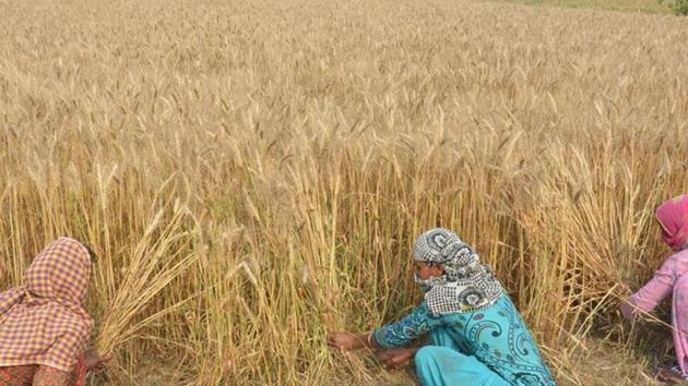 Women harvesting wheat crop at a village near in Amritsar(HT File Photo)