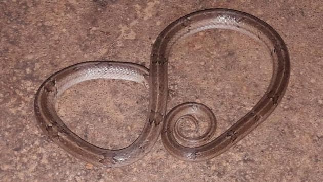 Polling officials suspect the snake might have entered the booth on Monday night when the machines were kept there. (HT PHOTO) Polling officials suspect the snake might have entered the booth on Monday night when the machines were kept there. (HT PHOTO)
