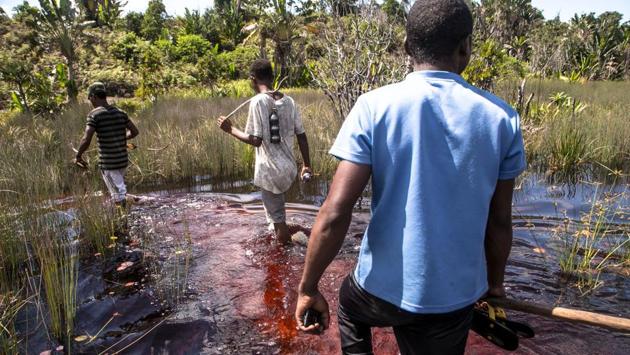 Eric Rabenasolo, director-general for forests at the environment ministry, says that Madagascar’s nine million hectares (22.25 million acres) of forests are shrinking each year by between 50,000 and 100,000 ha. (A football pitch is roughly one hectare). (Rijasolo / AFP)