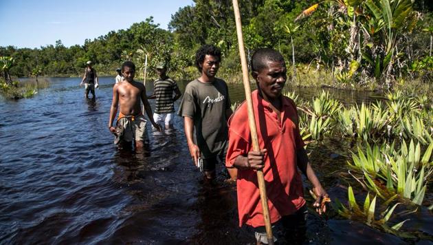 Forest guides armed with paddles or bows and arrows patrol the Vohibola forest to try to surprise and scare off loggers but also to see the extent of the damage caused by counter-bankers near the village of Manambato, Madagascar. They are patrolling to track poachers who are inflicting grievous harm to this jewel of biodiversity. (Rijasolo / AFP)