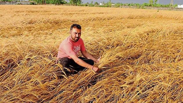 A farmer inspecting his wheat crop that was flattened due to rain and thunderstorm at Dakoha village on the outskirts of Jalandhar on Wednesday, April 24, 2019.(HT Photo) A farmer inspecting his wheat crop that was flattened due to rain and thunderstorm at Dakoha village on the outskirts of Jalandhar on Wednesday, April 24, 2019.(HT Photo)