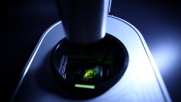 A specimen under a laser microscope. Erturk’s team plan to start by creating a bioprinted pancreas over the next 2-3 years and also hope to develop a kidney within 5-6 years. The researchers will first test to see whether animals can survive with the bioprinted organs and could start clinical trials within 5-10 years, he said. (Michael Dalder / REUTERS)