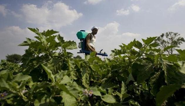 Members of the Coalition for a GM-Free India, a group of farm organisations, claimed on Thursday that brinjal samples from a Fatehabad farm have tested positive for Bt protein.(HT Photo)