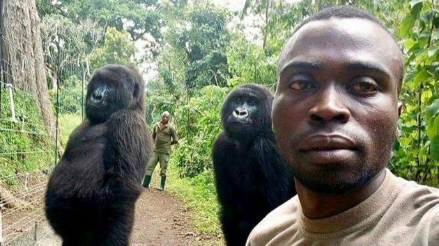 According to rangers at the sanctuary, Ndakazi and Ndeze were orphaned 12 years ago when their families were killed by poachers.(REUTERS/Mathieu Shamavu) According to rangers at the sanctuary, Ndakazi and Ndeze were orphaned 12 years ago when their families were killed by poachers.(REUTERS/Mathieu Shamavu)