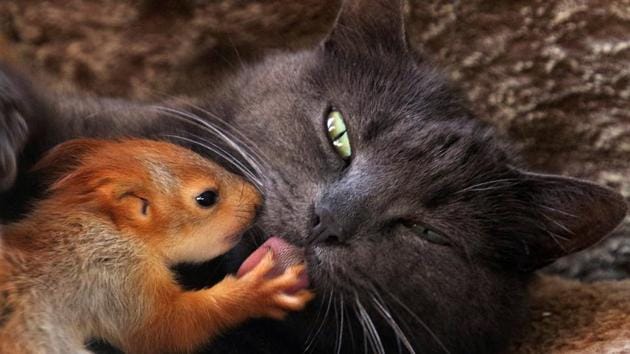 Pusha the cat, which adopted four bereaved baby squirrels and currently feeds and lives with them, lies at a local park of miniatures in Bakhchisaray, Crimea. (Alexey Pavlishak / REUTERS) Pusha the cat, which adopted four bereaved baby squirrels and currently feeds and lives with them, lies at a local park of miniatures in Bakhchisaray, Crimea. (Alexey Pavlishak / REUTERS)