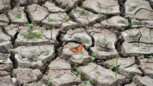 View of a butterfly on dry earth at Los Laureles reservoir during Earth Day in Tegucigalpa, Honduras. Los Laureles, which supplies over 50% of the 1,000,000-inhabitant Honduran capital of water, is suffering a drought. (Orlando Sierra / AFP) View of a butterfly on dry earth at Los Laureles reservoir during Earth Day in Tegucigalpa, Honduras. Los Laureles, which supplies over 50% of the 1,000,000-inhabitant Honduran capital of water, is suffering a drought. (Orlando Sierra / AFP)