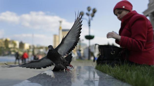 A woman feeds a pigeon in downtown Kiev, Ukraine. (Sergei Grits / AP) A woman feeds a pigeon in downtown Kiev, Ukraine. (Sergei Grits / AP)
